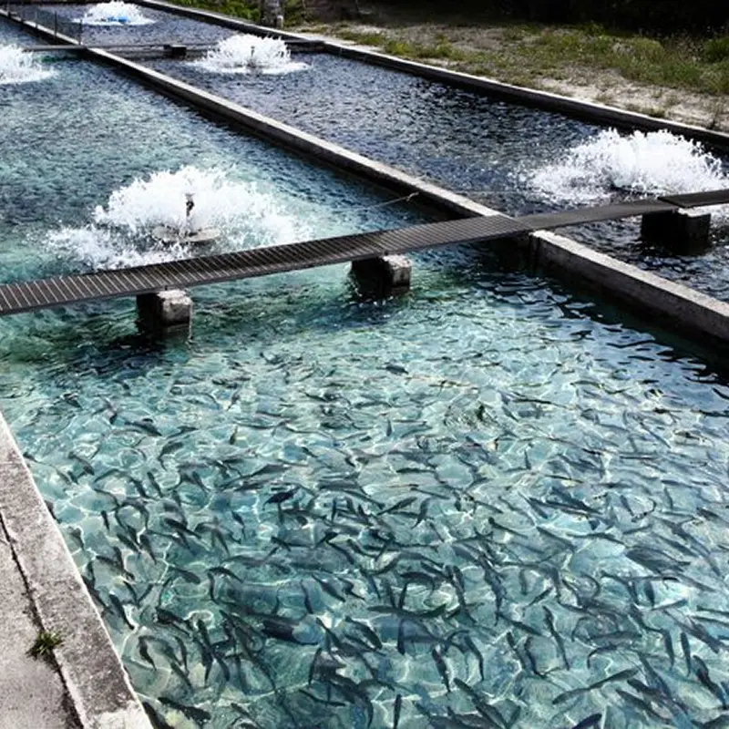 Fish Farming